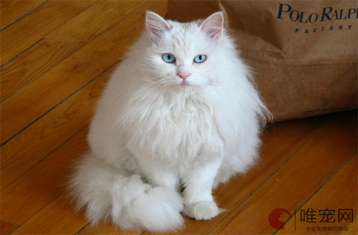 猫咪着凉的症状 能自愈吗 猫咪着凉的症状 能自愈吗