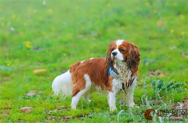 查理王小猎犬能吃桃子吗