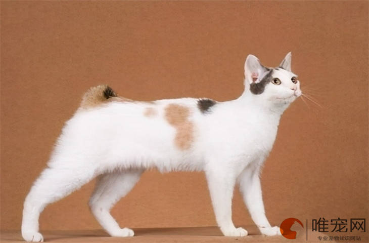 猫关笼子最忌三个东西 猫关笼子最忌三个东西