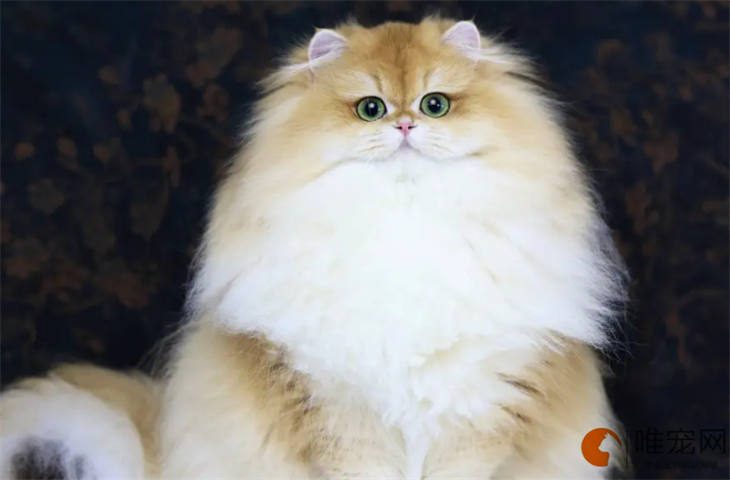 猫开着窗户睡觉会着凉么 猫开着窗户睡觉会着凉么