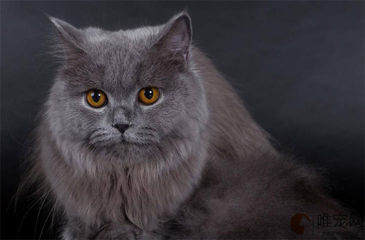 猫咪冬天家里没暖气怎么办 猫咪冬天家里没暖气怎么办