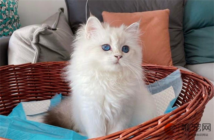 猫咪如何彻底不掉毛 猫咪如何彻底不掉毛