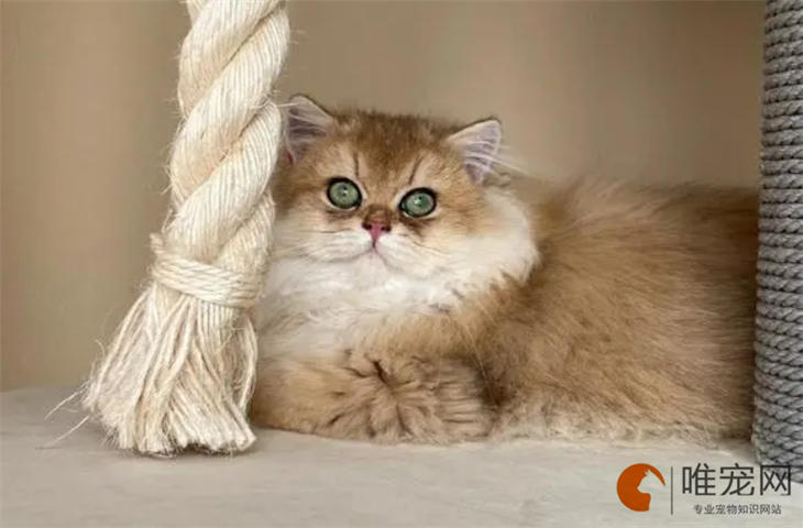 猫怕冷吗多少度算冷 猫怕冷吗多少度算冷