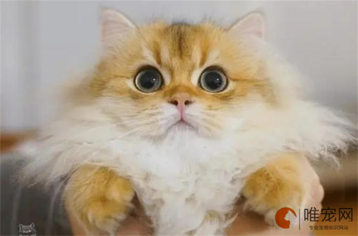 猫晚上在外面睡觉会冷吗