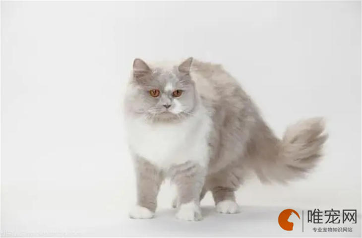 猫在院子里冬天会冻死吗 抗寒能力是多少 猫在院子里冬天会冻死吗 抗寒能力是多少