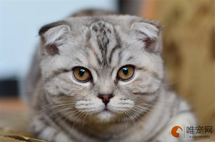 冬天猫养在阳台怎么保暖 冬天猫养在阳台怎么保暖