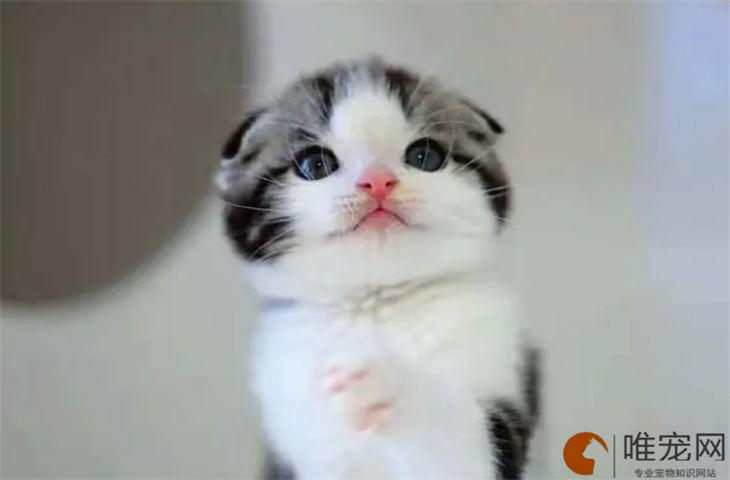 冬天屋里冷猫咪怎么取暖 冬天屋里冷猫咪怎么取暖