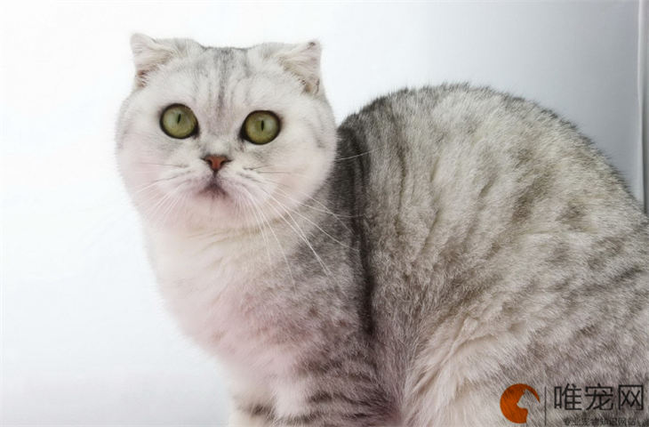 房间太冷猫咪怎么办 房间太冷猫咪怎么办