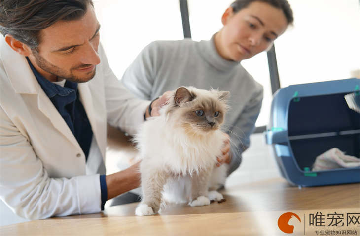 猫咪不敢踩毛茸茸的毯子是怎么回事 猫咪不敢踩毛茸茸的毯子是怎么回事
