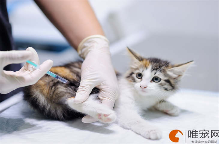 猫咪冬天家里没暖气怎么办 猫咪冬天家里没暖气怎么办