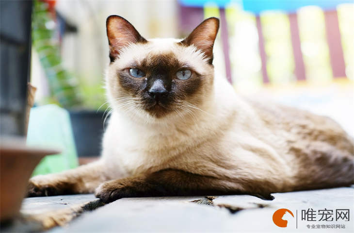 猫咪如何彻底不掉毛