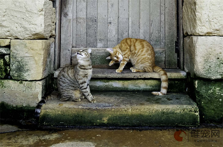猫在院子里冬天会冻死吗 抗寒能力是多少 猫在院子里冬天会冻死吗 抗寒能力是多少