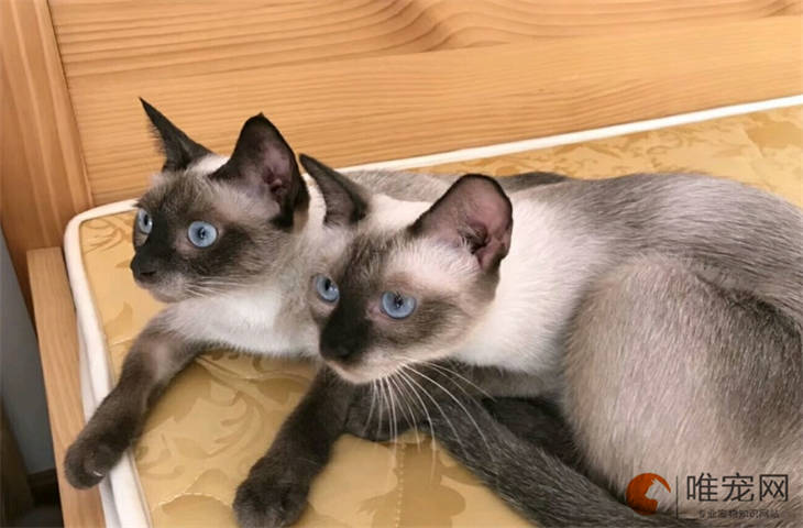 怎样让猫乖乖的睡猫窝