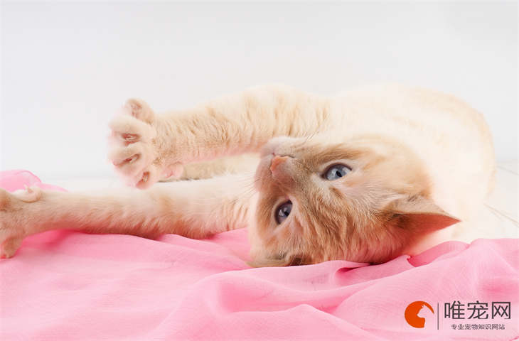 多少度需要给猫咪保暖