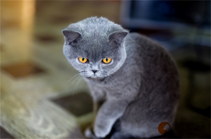 猫怕热吗可以接受多少度 晒太阳的好处有哪些 猫怕热吗可以接受多少度 晒太阳的好处有哪些