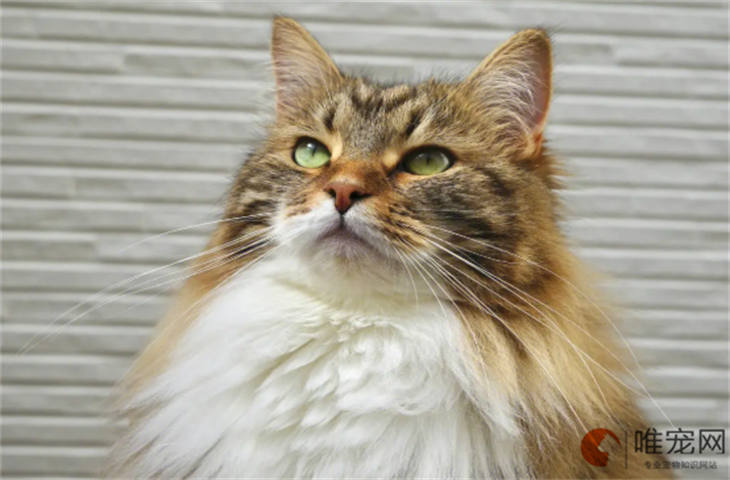 猫发烧感冒一般几天自愈 猫发烧感冒一般几天自愈
