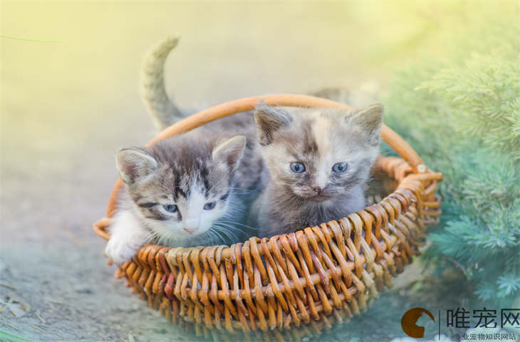 小猫多大母猫就不管了 小猫多大母猫就不管了