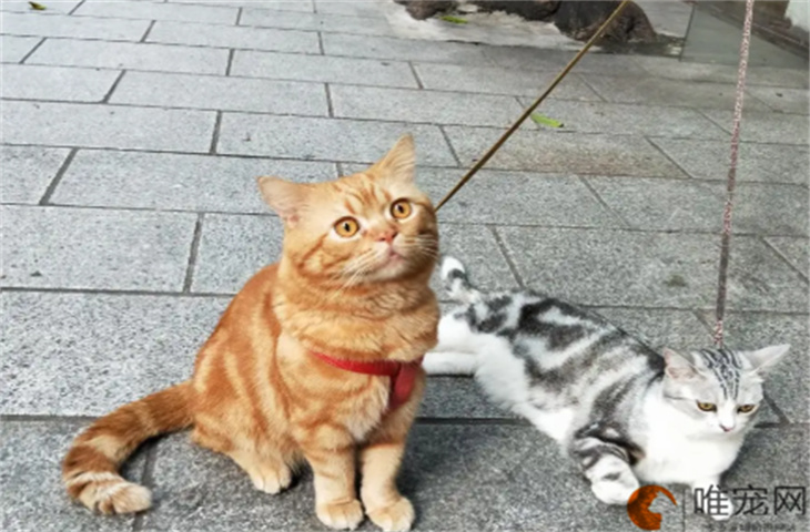 母猫放弃小猫的表现 母猫放弃小猫的表现