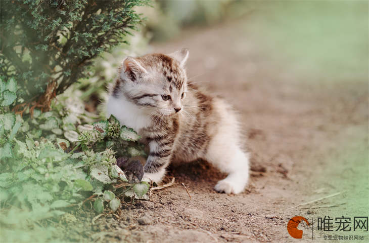 小猫几天睁眼睛