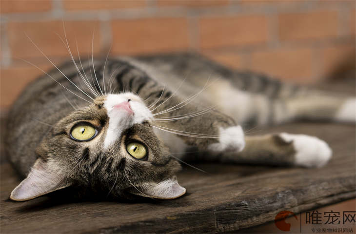 猫咪为什么喜欢主人梳毛 猫咪为什么喜欢主人梳毛