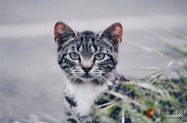 猫怕热吗可以接受多少度 晒太阳的好处有哪些 猫怕热吗可以接受多少度 晒太阳的好处有哪些