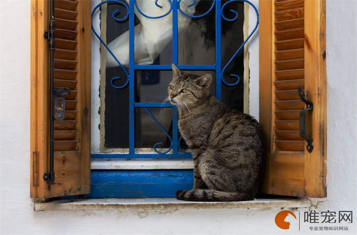 猫在室外能过冬天吗