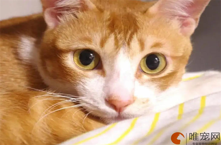 猫最低能承受低温是多少度 猫最低能承受低温是多少度