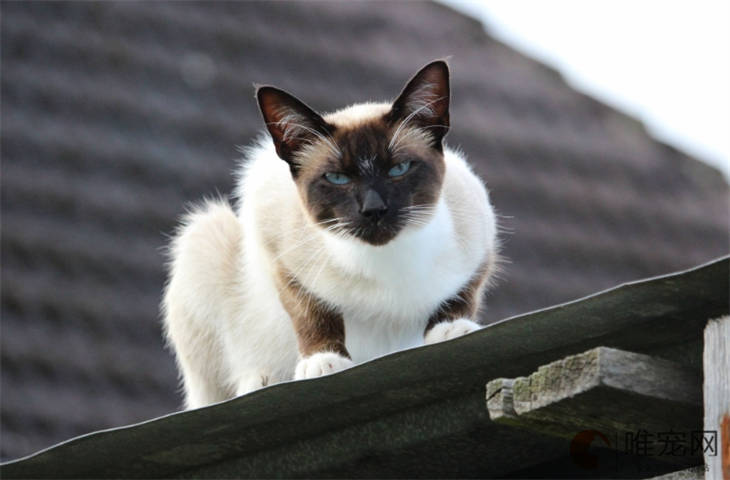 猫咪身上湿漉漉要警惕四种病 猫咪身上湿漉漉要警惕四种病