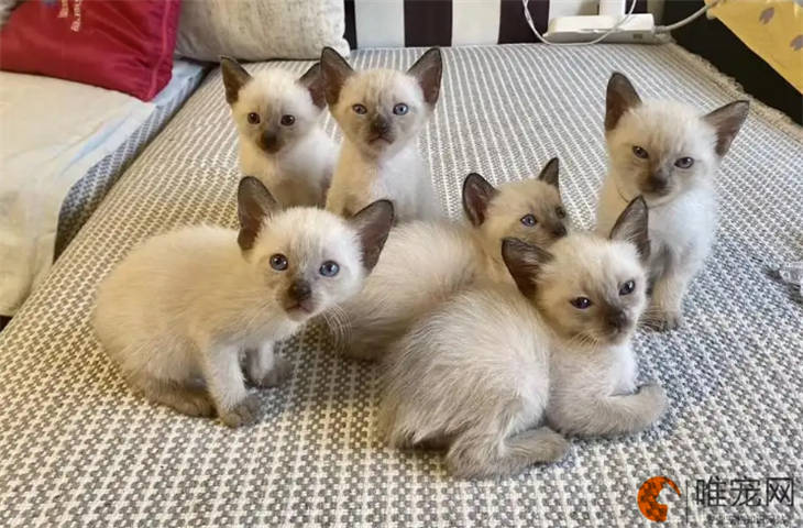 猫咪身上震颤怎么回事 猫咪身上震颤怎么回事