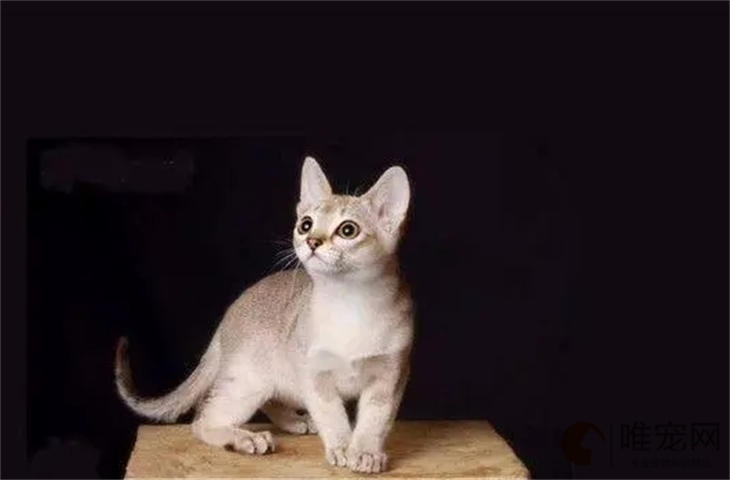 猫身上一直在轻微的抖怎么办 什么原因 猫身上一直在轻微的抖怎么办 什么原因
