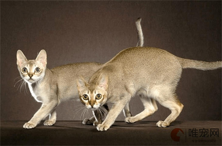 猫身体像震动一样抖动是怎么回事 猫身体像震动一样抖动是怎么回事