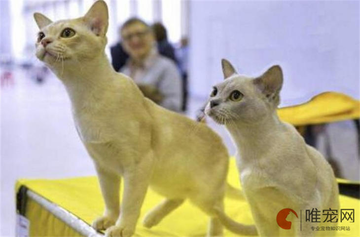 猫在零下18度能撑多久 猫在零下18度能撑多久