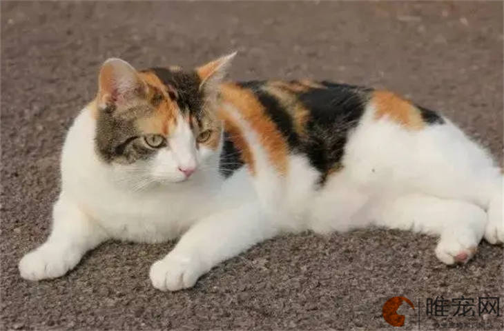 十多天了猫突然开始哀嚎是怎么回事 十多天了猫突然开始哀嚎是怎么回事