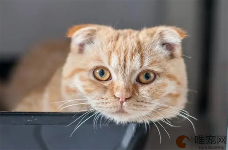 折耳猫发抖是发病了吗 折耳猫发抖是发病了吗