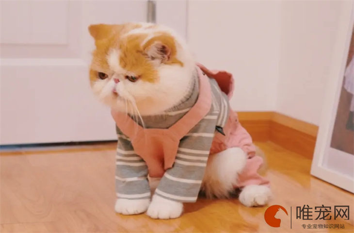 猫睡觉不盖被子会冷吗 猫睡觉不盖被子会冷吗