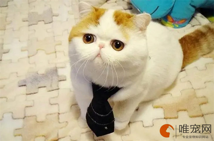 猫突然喘气急促流口水 猫突然喘气急促流口水