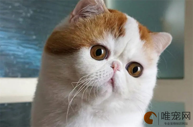 猫窝可以挪动吗