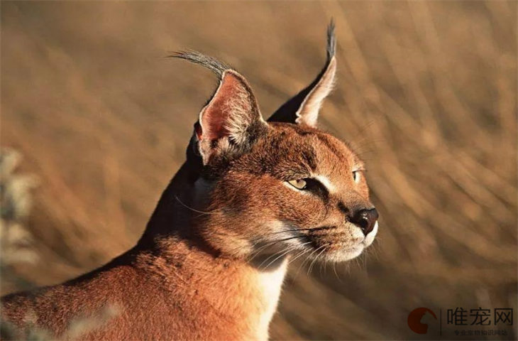 三个月大的野猫多久才能养熟 三个月大的野猫多久才能养熟