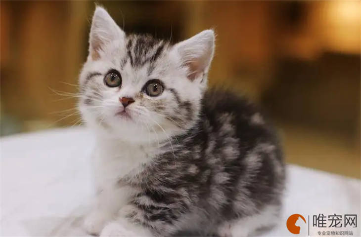 小猫吃益生菌有什么作用 小猫吃益生菌有什么作用