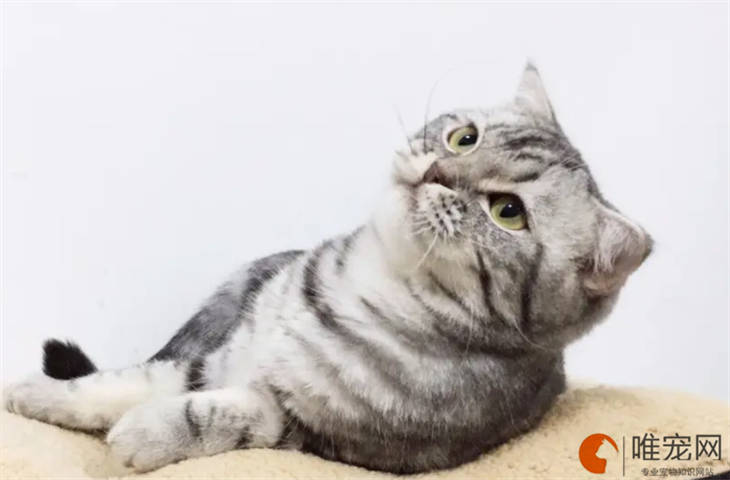 小猫失温的症状有哪些 小猫失温的症状有哪些