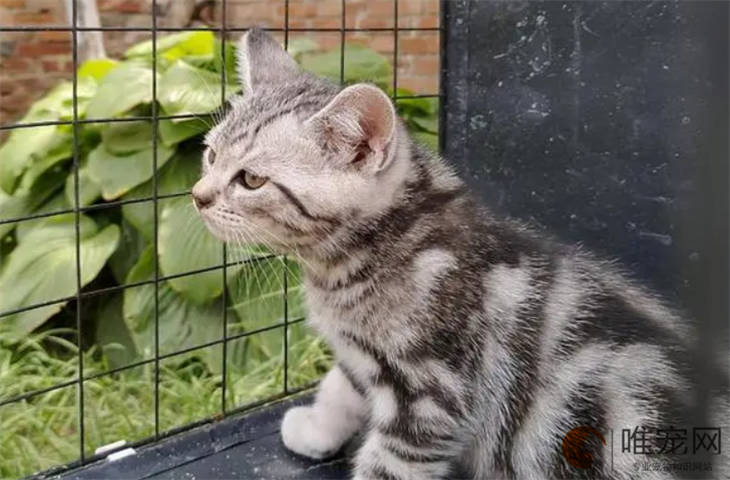 小猫吐水怎么回事 小猫吐水怎么回事