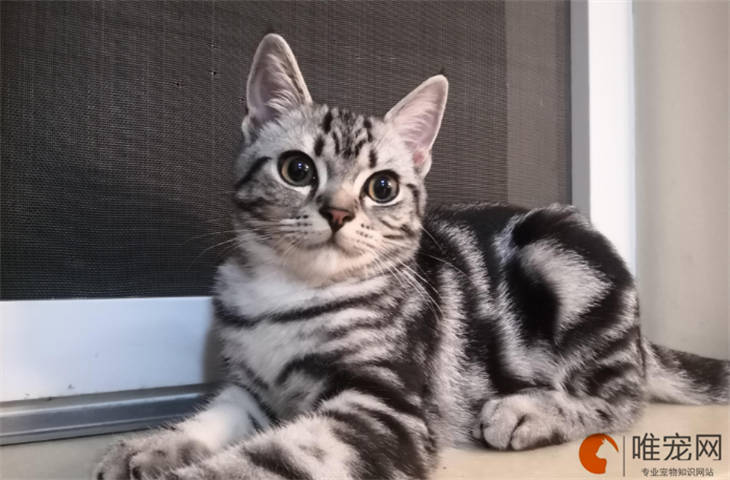 小猫做噩梦什么反应