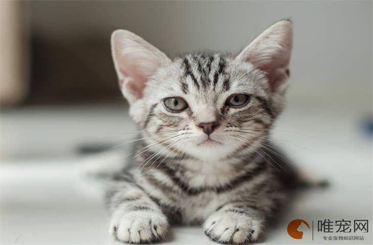 怎么知道小猫几个月了 怎么知道小猫几个月了
