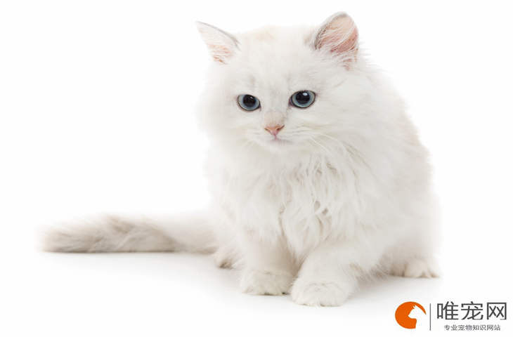 小猫后腿突然瘸了一只是怎么回事 小猫后腿突然瘸了一只是怎么回事