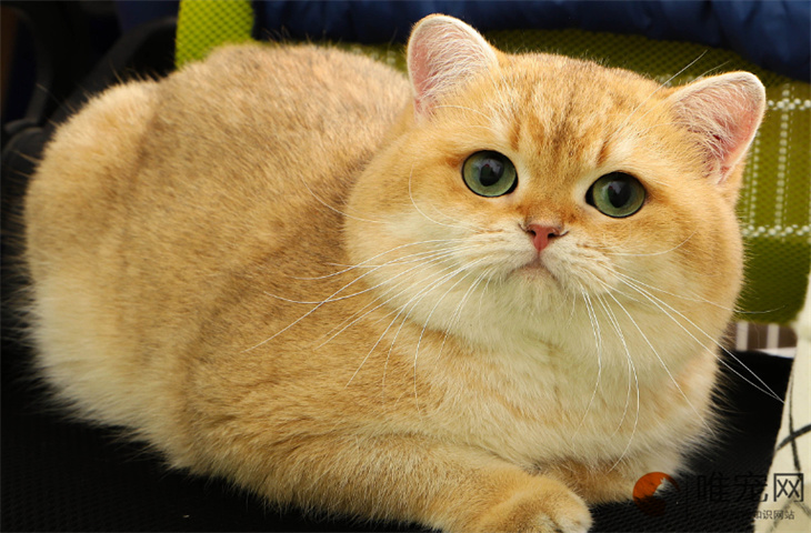 30℃猫会热死吗