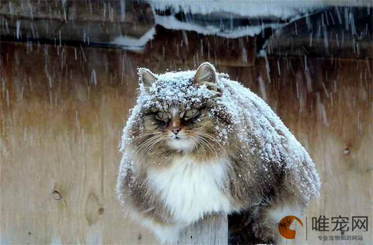 出差一个月把猫留在家里怎么办 出差一个月把猫留在家里怎么办