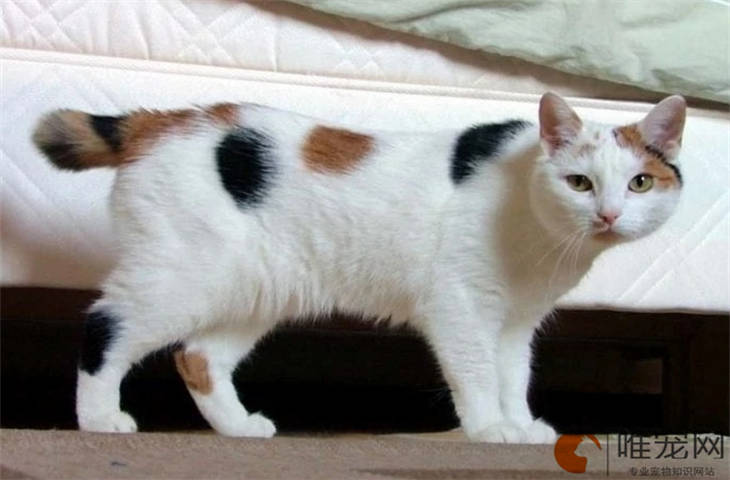 家里太热猫咪会怎么样