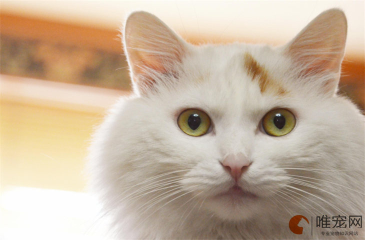 猫断气前三个过程 猫断气前三个过程