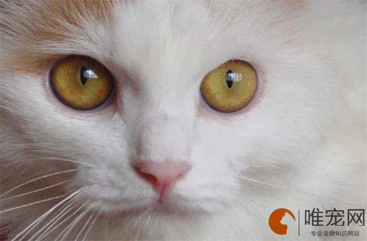 猫可以忍受多低的温度