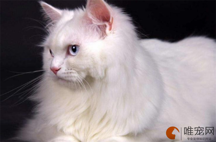 猫能适应的最高温度是多少 猫能适应的最高温度是多少